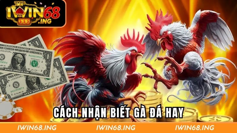 Cách nhận biết gà đá hay