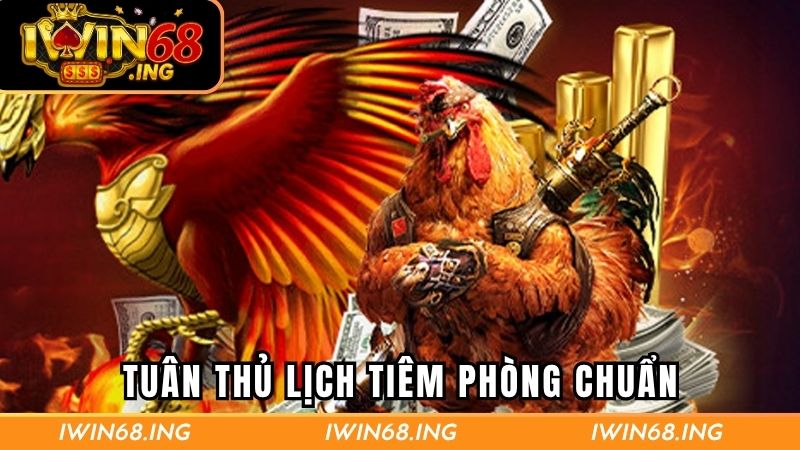 Cách nuôi gà đá bo lớn với tuân thủ lịch tiêm phòng chuẩn