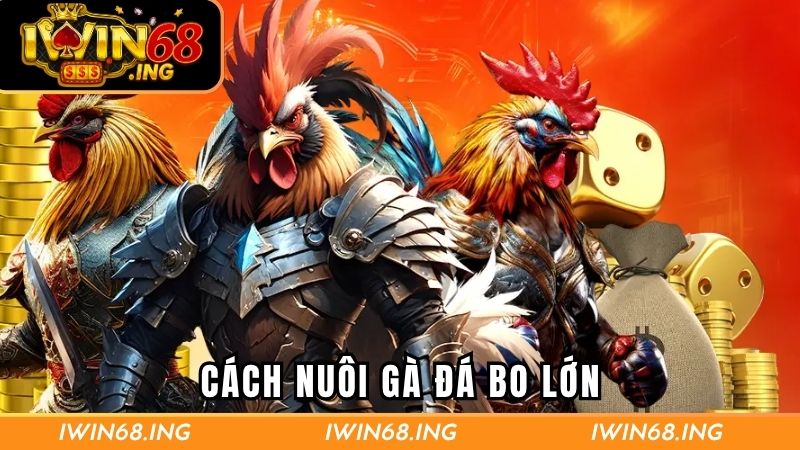 Cách nuôi gà đá bo lớn