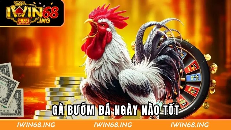 Gà bướm đá ngày nào tốt