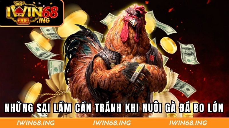Những sai lầm cần tránh khi nuôi gà đá bo lớn