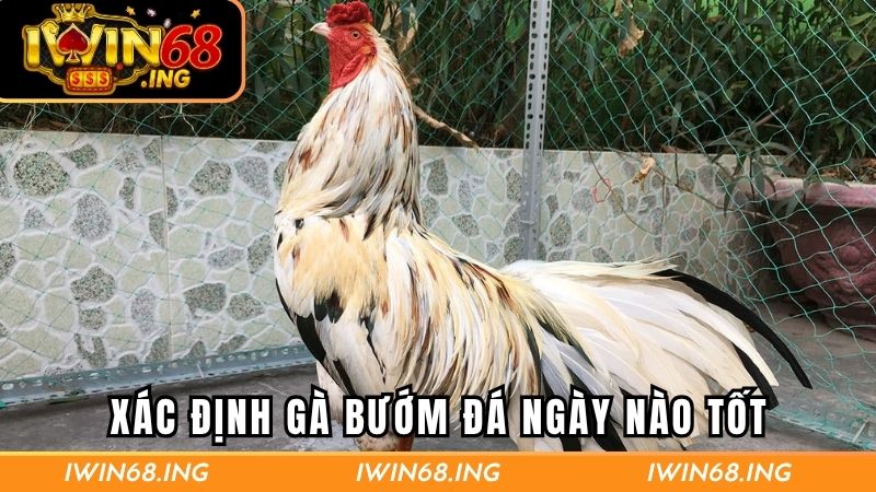 Xác định gà bướm đá ngày nào tốt để kê phát huy hết khả năng